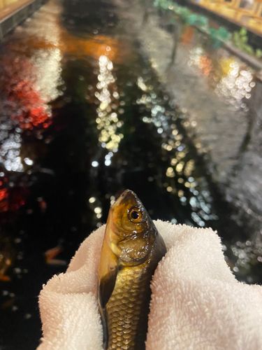 キンギョの釣果