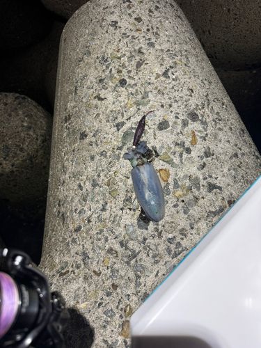 大阪湾