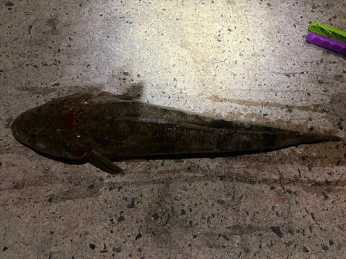 マゴチの釣果