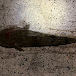 マゴチ