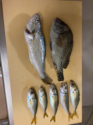若洲海浜公園海釣り施設