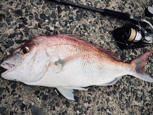 マダイの釣果