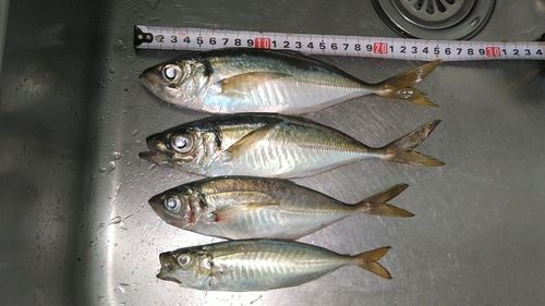 根岸湾