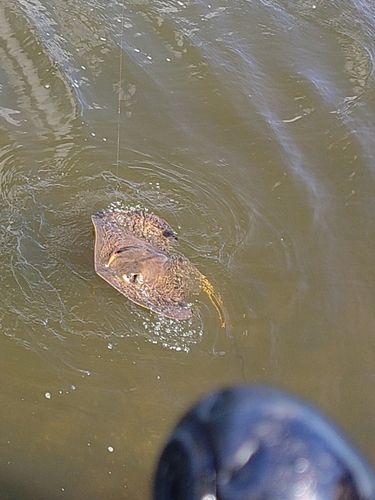 アカエイの釣果