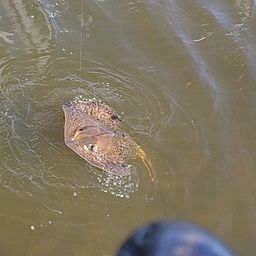 アカエイ