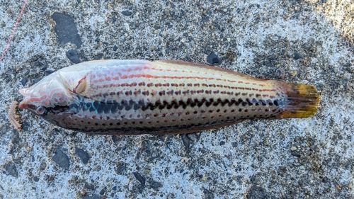 キュウセンの釣果