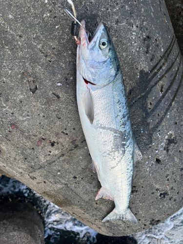アキアジの釣果