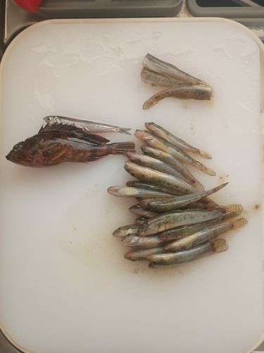 マハゼの釣果