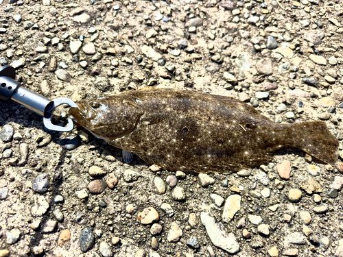 ヒラメの釣果