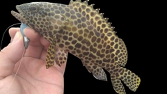 カンモンハタの釣果