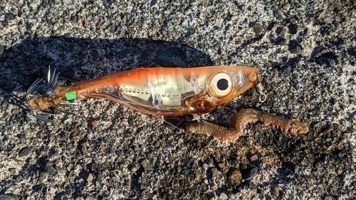 キュウセンの釣果