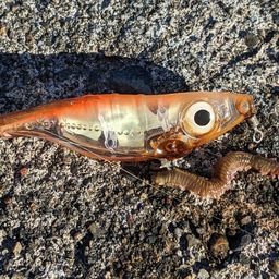 キュウセン