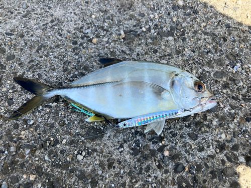 メッキの釣果