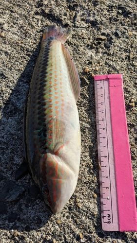 キュウセンの釣果