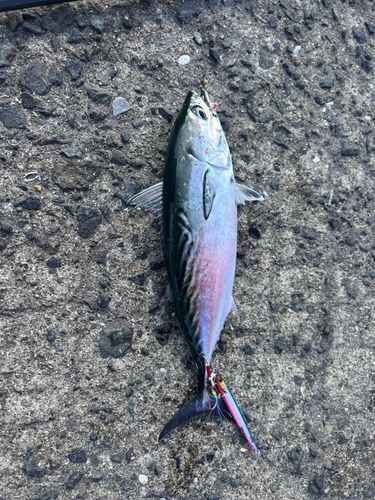 釣果