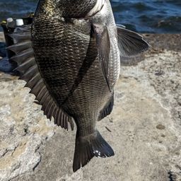 クロダイ