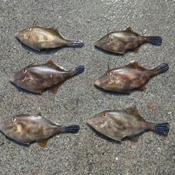 ウマヅラハギ