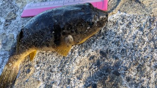 フグの釣果