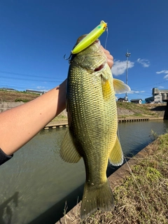 ブラックバスの釣果