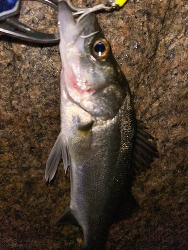 セイゴ（マルスズキ）の釣果