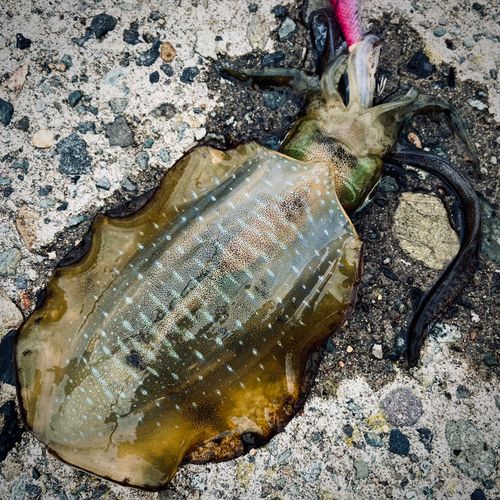 アオリイカの釣果