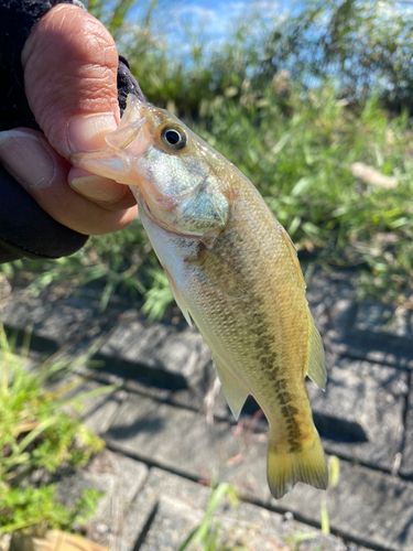 ラージマウスバスの釣果
