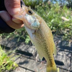 ラージマウスバス