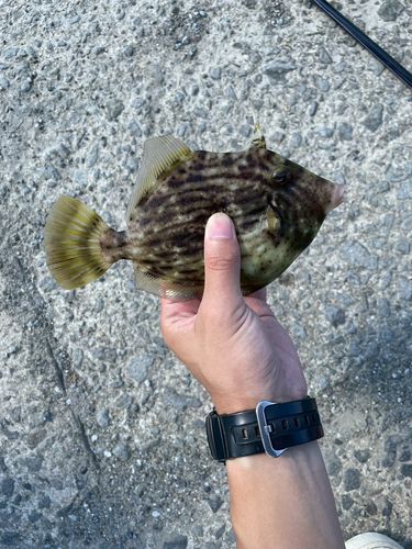カワハギの釣果