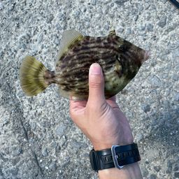 カワハギ