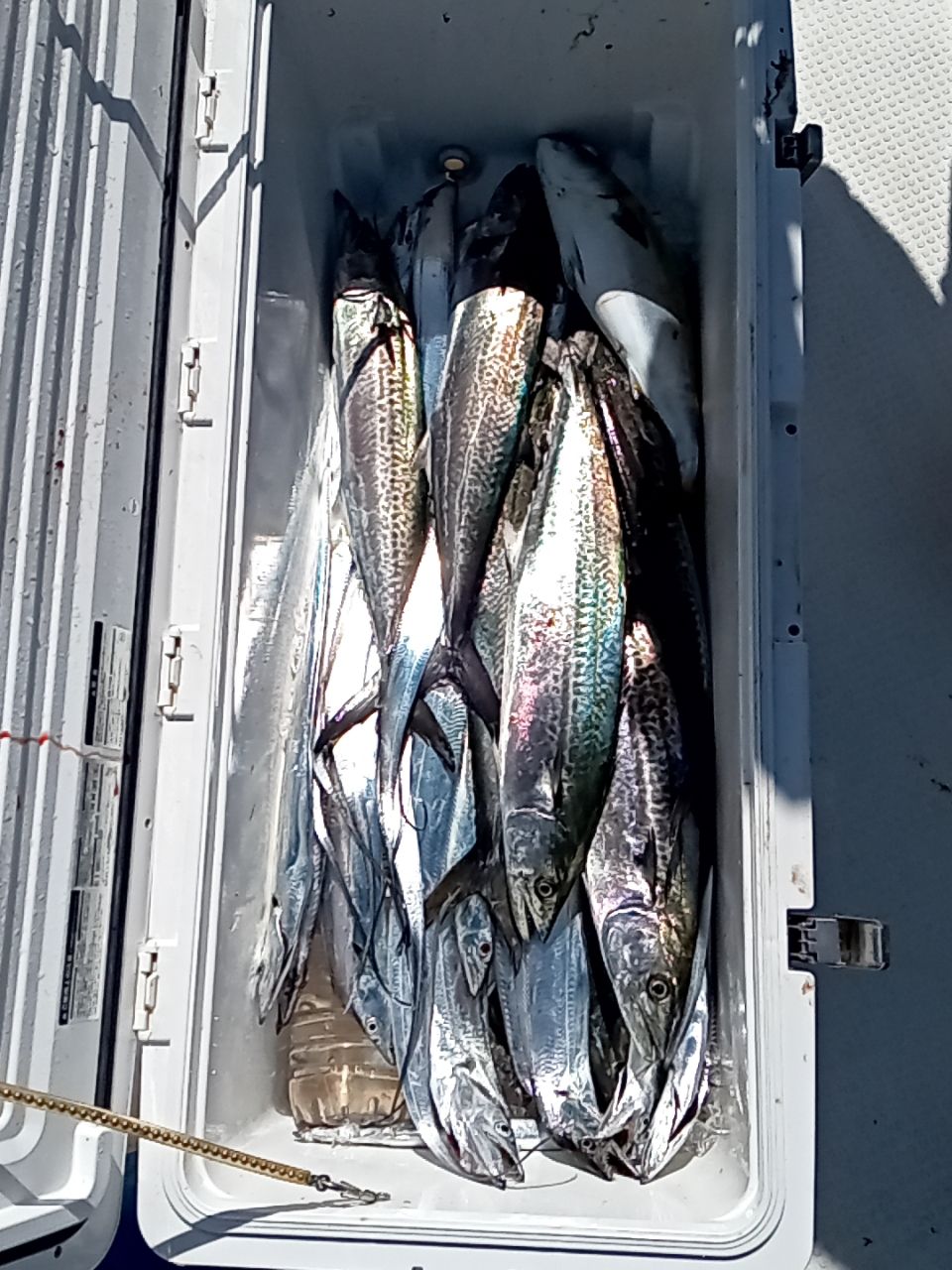 ISHI キャップさんの釣果 1枚目の画像