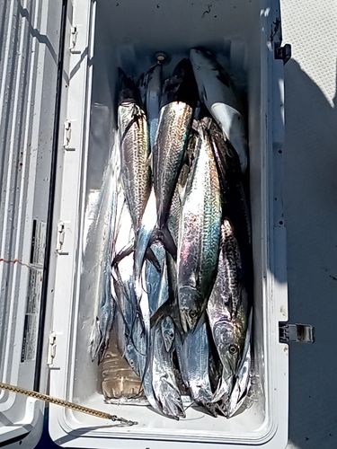 サゴシの釣果