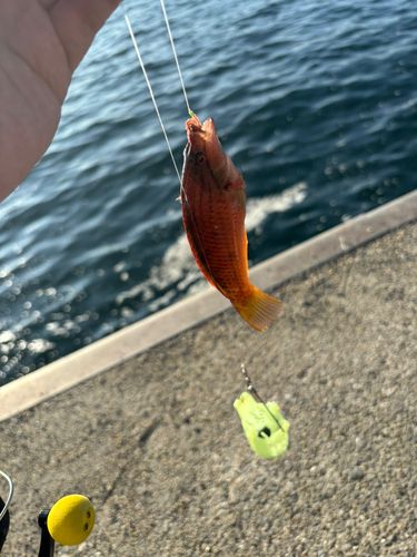 ホシササノハベラの釣果