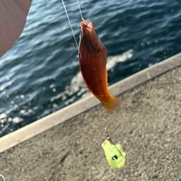 ホシササノハベラ