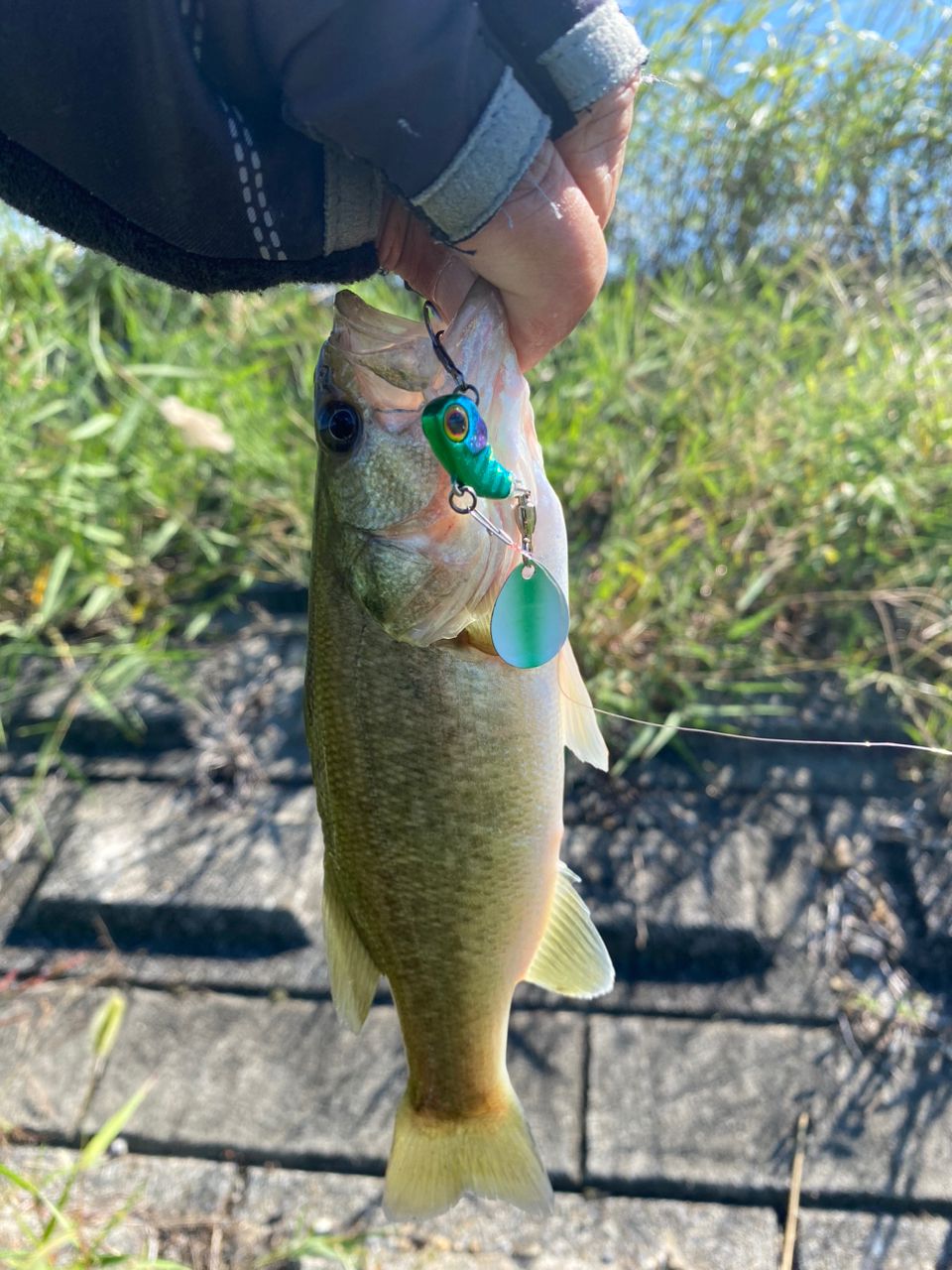 ポイズンアドレナ 267ＭＬ 18ポイズンアドレナ267ML | イシグロ公式オンラインショップ