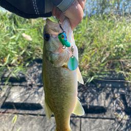 ラージマウスバス