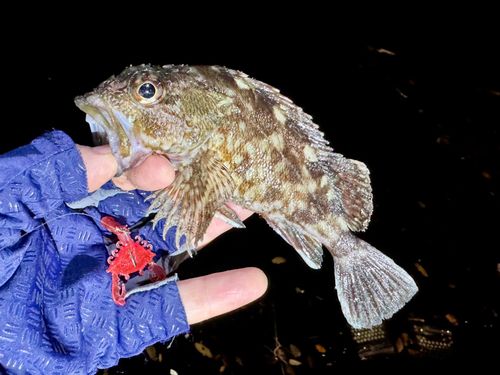 ガシラの釣果
