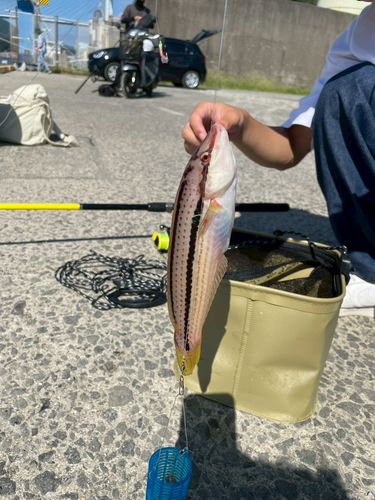 キュウセンの釣果