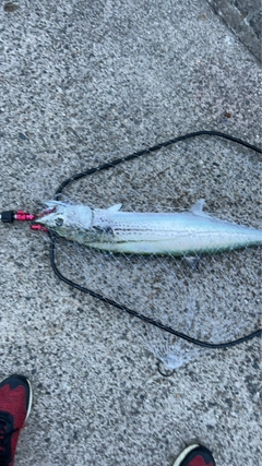 サワラの釣果