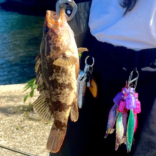 タケノコメバルの釣果