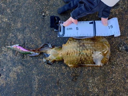 アオリイカの釣果