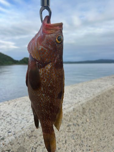 七尾南湾