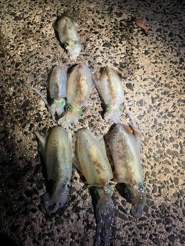 アオリイカの釣果