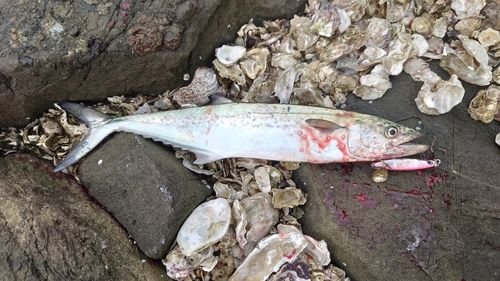 サゴシの釣果