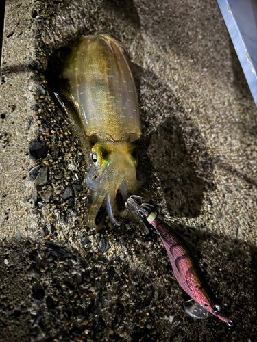 アオリイカの釣果