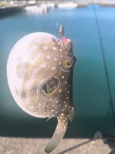 クサフグの釣果