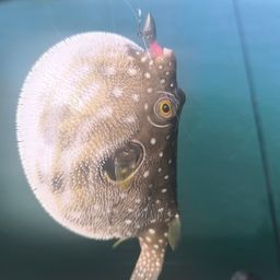 クサフグ