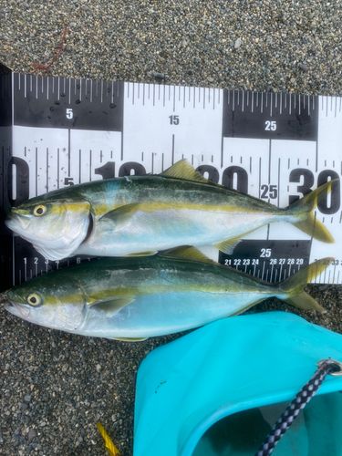ワカシの釣果