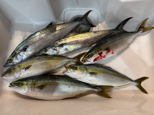 サゴシの釣果