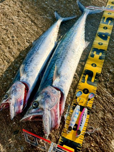 サゴシの釣果