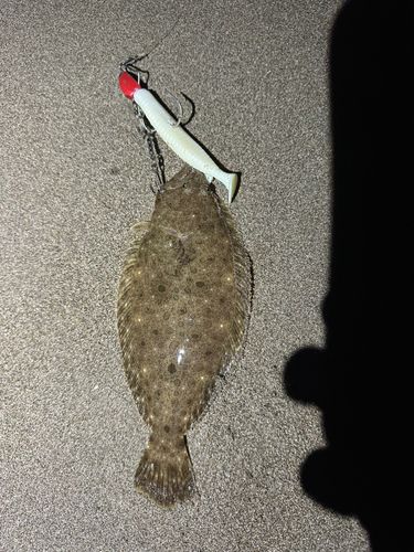 ソゲの釣果